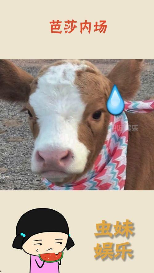 娱乐吃瓜的抖音名字,揭秘娱乐圈幕后故事